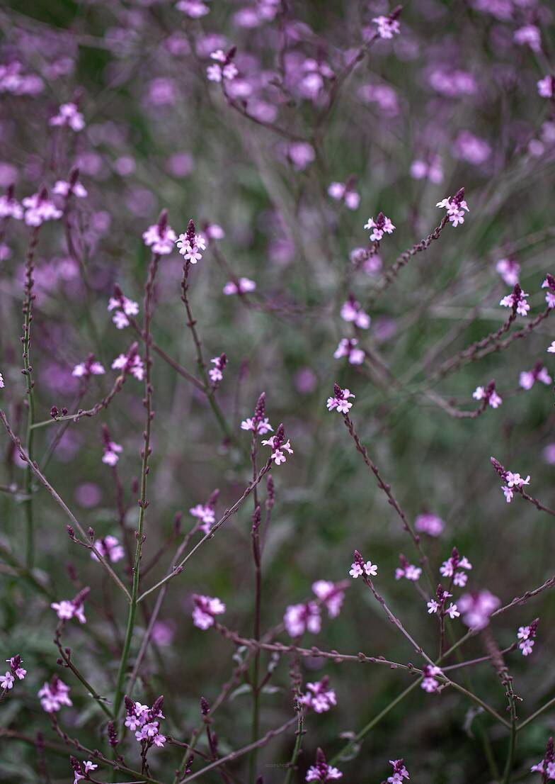 Werbena pospolita 'Bampton' Verbena officinalis 'Bampton' DOSTĘPNA PO 15 CZERWCA 2024