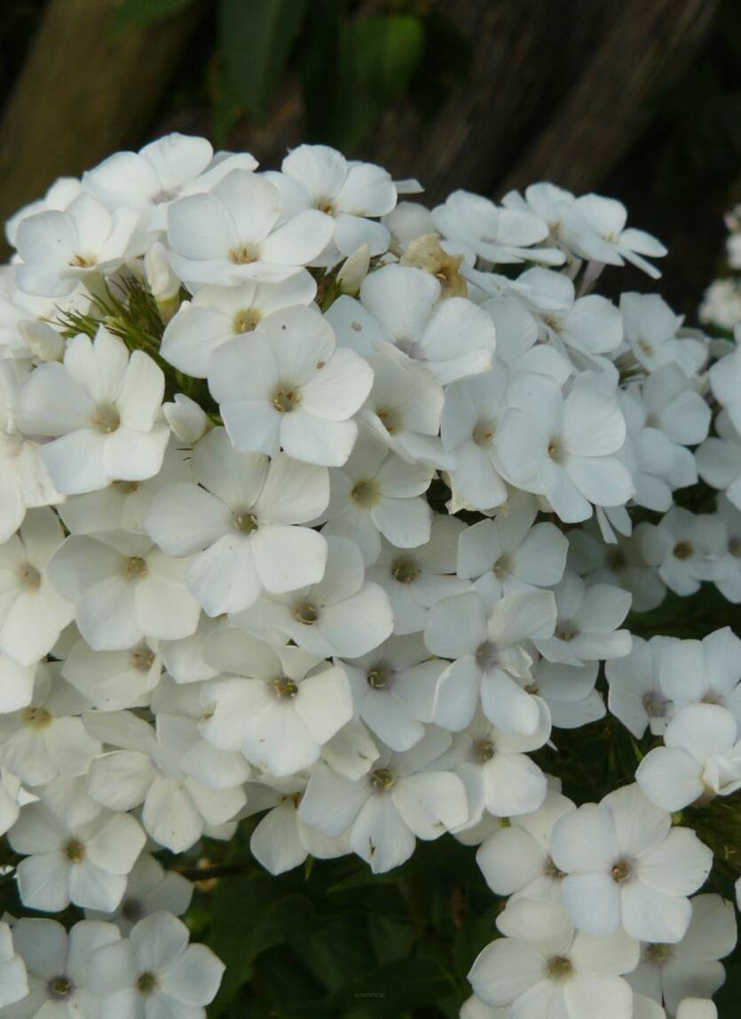 Floks wiechowaty 'Margaret Duisberg'  Phlox paniculata 'Margaret Duisberg'