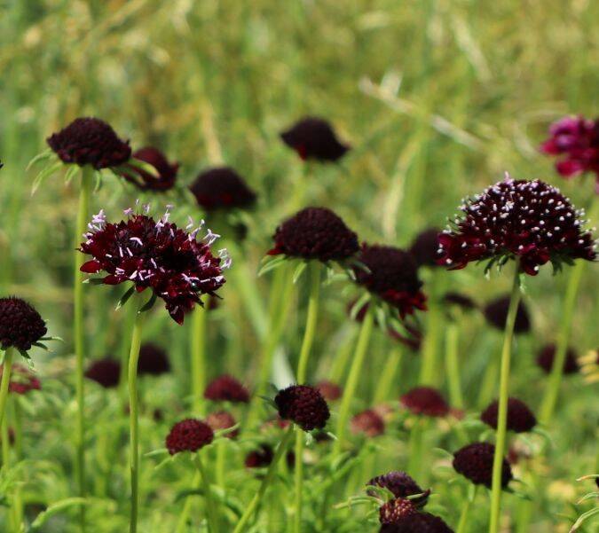 Sedia Acapulco - Gambe Bianche | Leroy Merlin - Foto 13