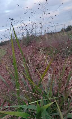Miłka okazała Eragrostis spectabilis
