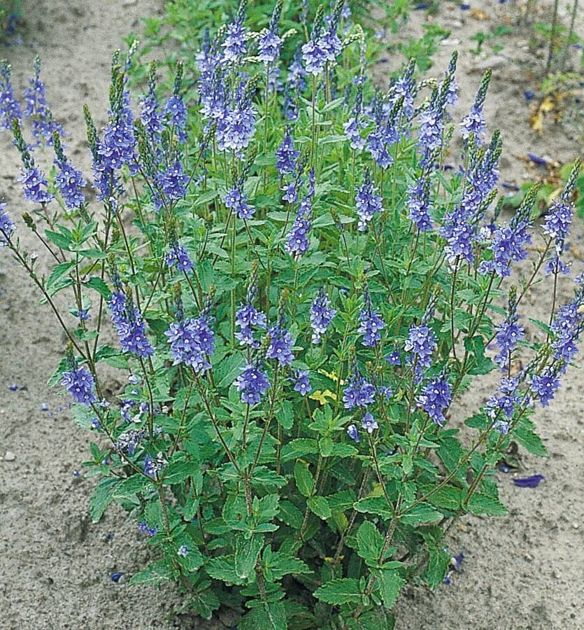 Przetacznik pagórkowy 'Royal Blue'  Veronica teurcium 'Royal Blue'