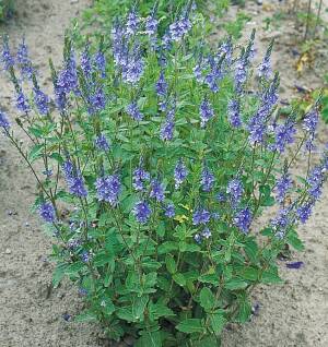 Przetacznik pagórkowy 'Royal Blue'  Veronica teurcium 'Royal Blue'