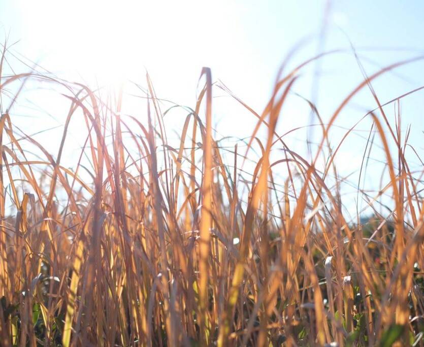 Imperata cylindryczna Imperata cylindrica