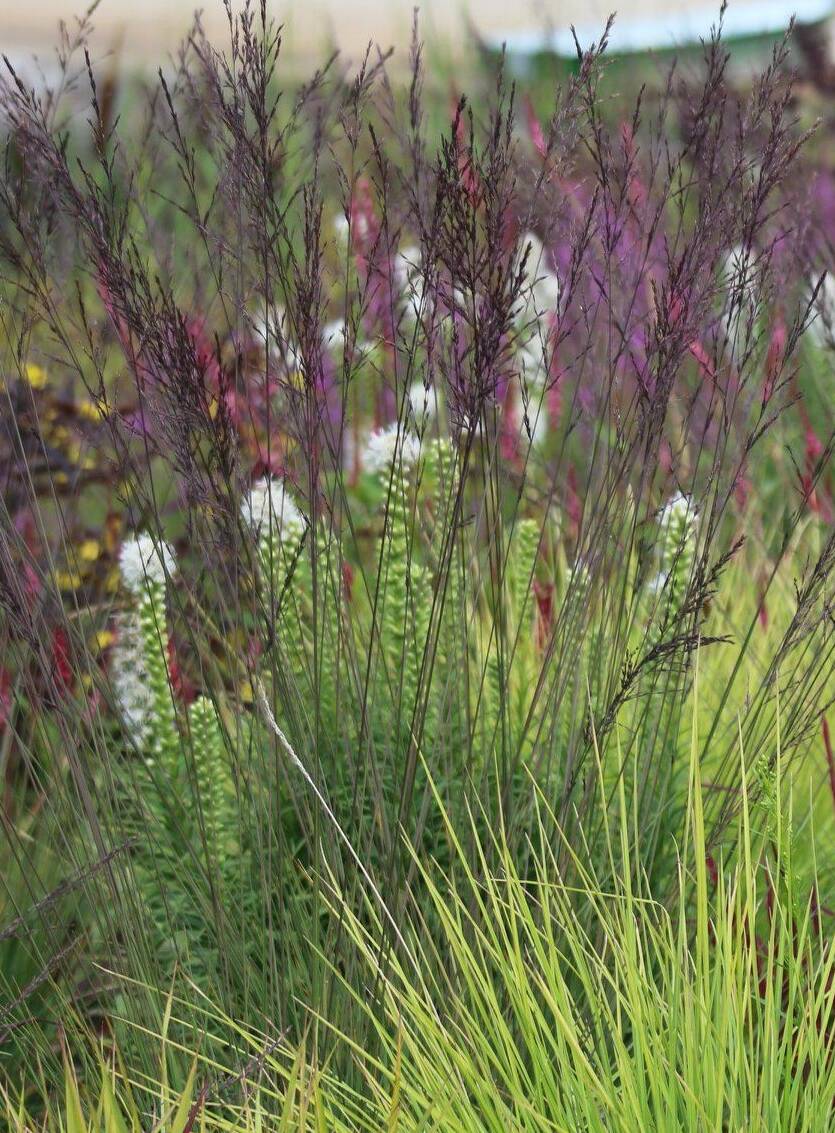Trzęślica modra 'Edith Dudszus' Molinia caerluea 'Edith Dudszus'