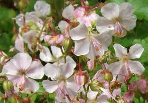 Bodziszek kantabryjski 'Biokovo' Geranium cantabrigiense 'Biokovo' 