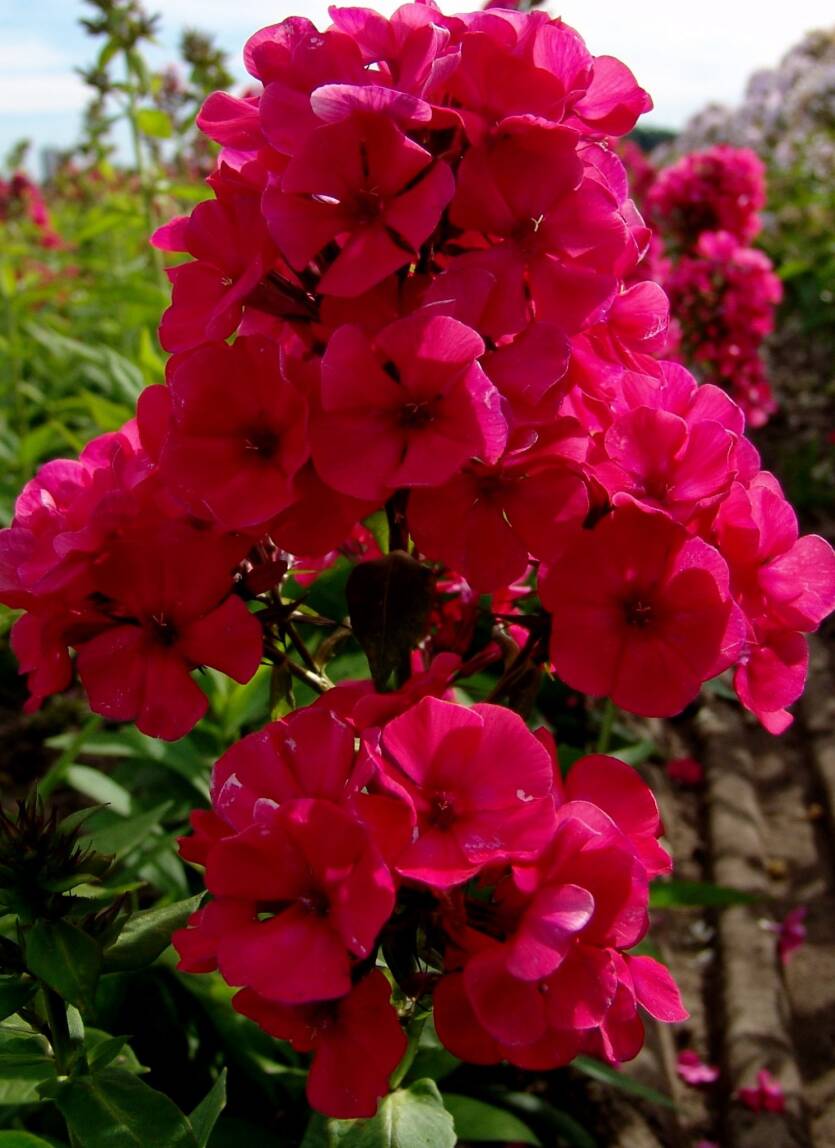 Floks wiechowaty 'Younique Red ' Phlox paniculata 'Younique Red'