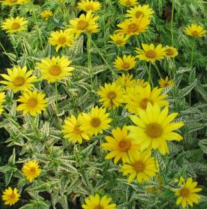 Słoneczniczek szorstki 'Loraine Sunshine' Heliopsis halianthoides 'Loraine Sunshine'