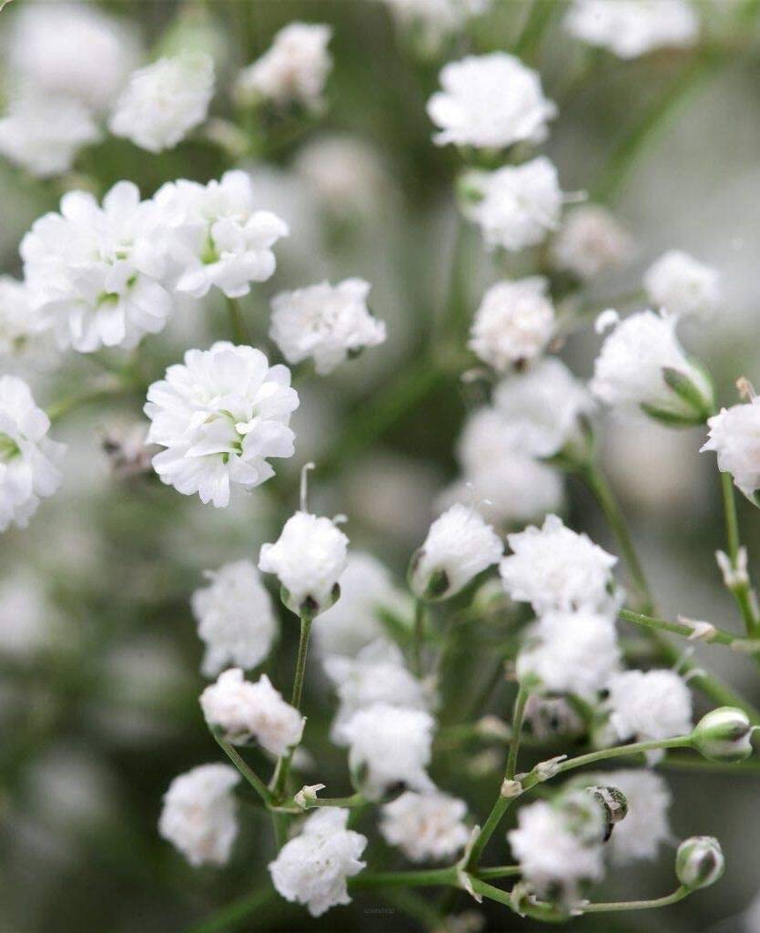 Gipsówka wiechowata 'Snowflake' Gypsophila paniculata 'Snowflake' 