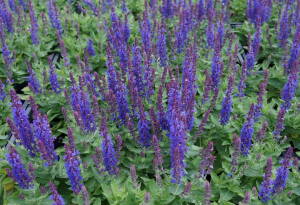 Szałwia omszona 'Salute  Deep Blue' PBR Salvia nemorosa 'Salute Deep Blue' PBR WYSYŁKA PO 15 CZERWCA 2023