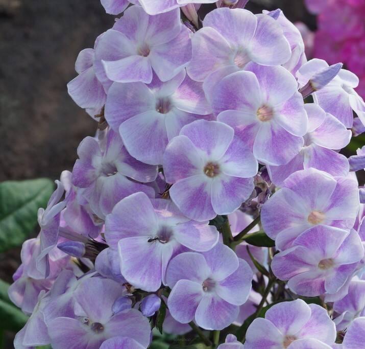 Floks wiechowaty 'Violetta Gloriosa'  Phlox paniculata 'Violetta Gloriosa'