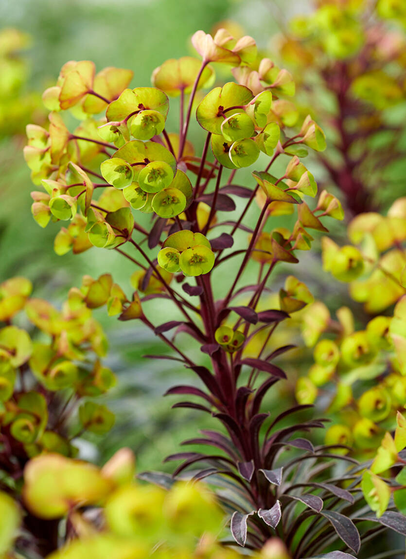 Wilczomlecz ogrodowy 'Miner's Merlot' Euphorbia  hybrida 'Miner's Merlot' PBR DOSTĘPNY PO 15 CZERWCA 2024
