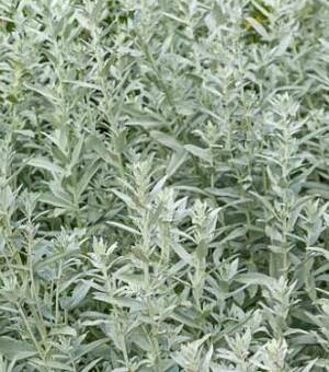 Bylica luizjańska Artemisia ludoviciana