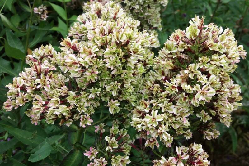 Floks wiechowaty 'Pure Feelings' Phlox paniculata 'Pure Feelings'