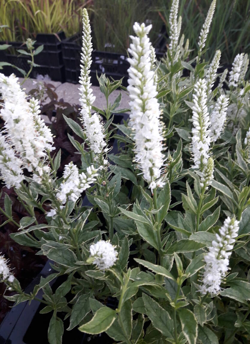 Przetacznik długolistny 'Charlotte'  Veronica longifolia 'Charlotte'