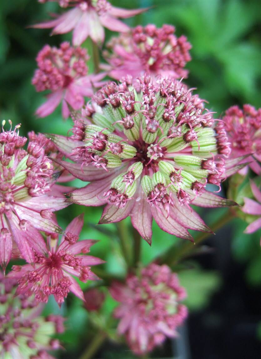 Jarzmianka większa 'Star of Beauty' Astrantia major 'Star of Beauty'