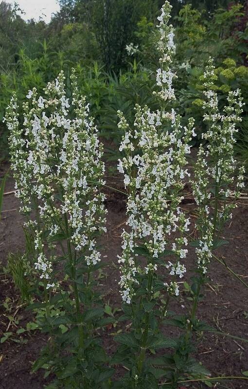 Kocimiętka naga 'Alba'  Nepeta nuda 'Alba' WYSYŁKA PO 15 CZERWCA 2023