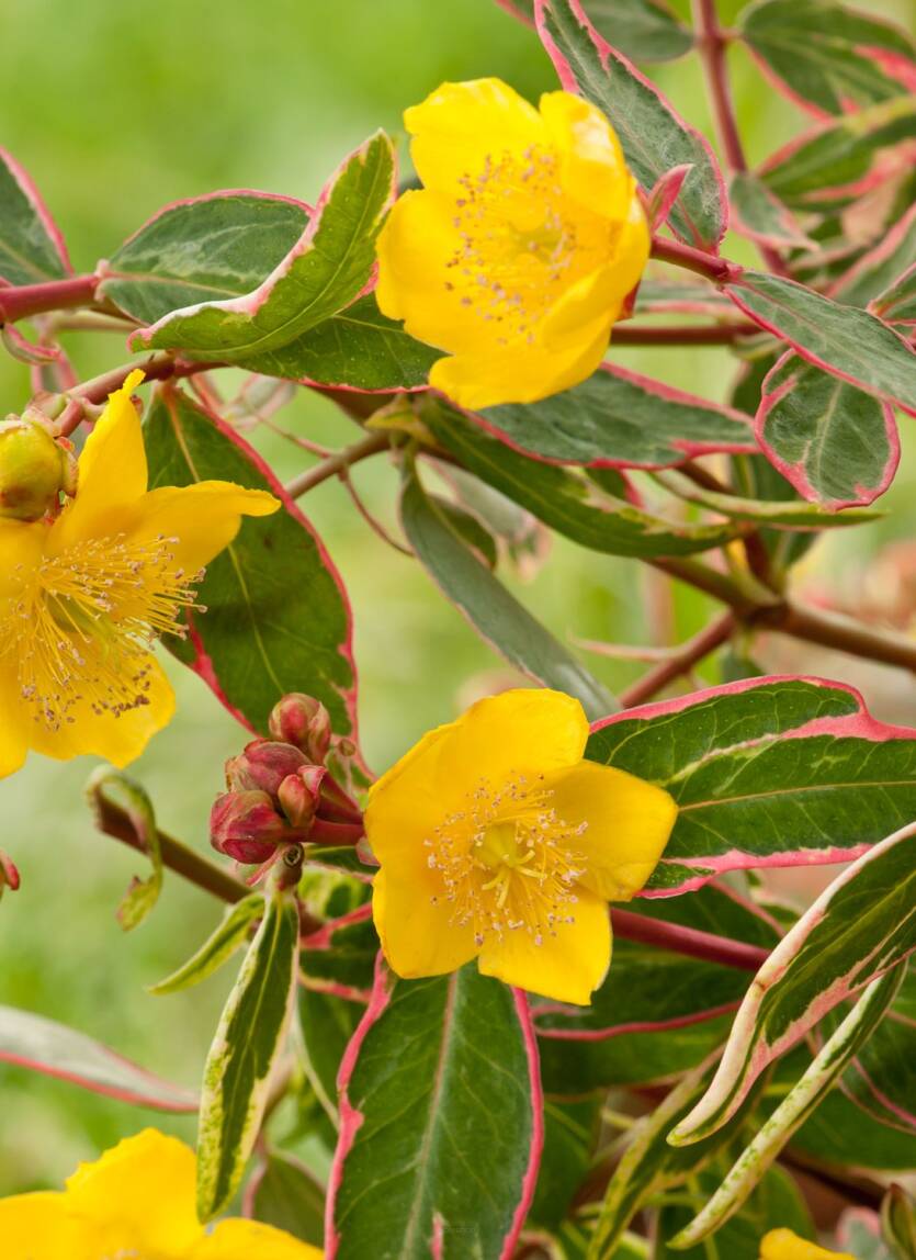 Dziurawiec Mosera 'Tricolor' Hypericum moserianum 'Tricolor'