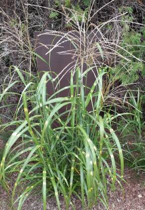 Miskant chiński 'Hanjero' Miscanthus sinensis 'Hanjero' 