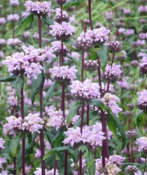 Żeleźniak bulwiasty Phlomis tuberosa