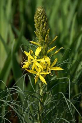 Złotnica żółta  Asphodeline lutea