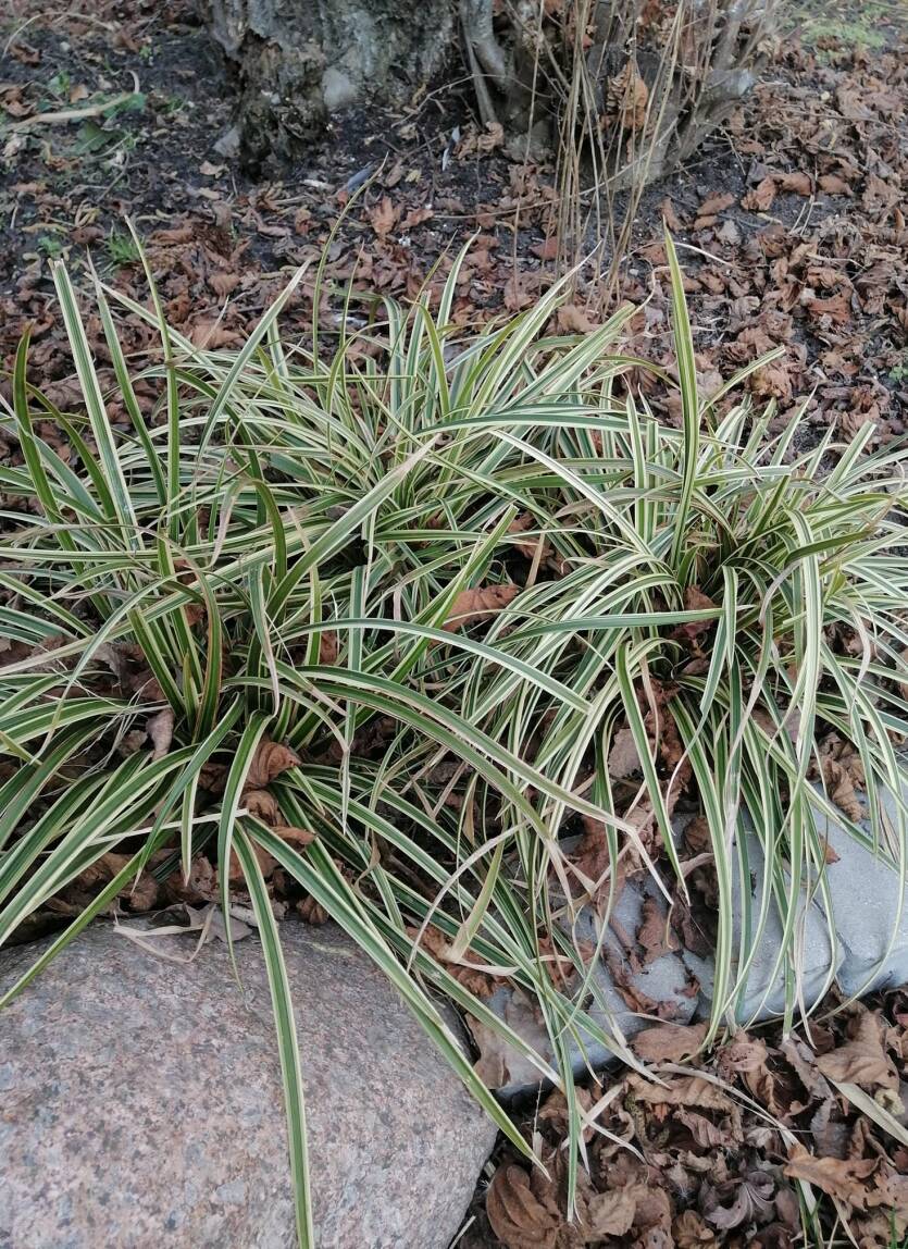 Turzyca Morrowa 'Ice Dance' Carex morrowii 'Ice Dance' 