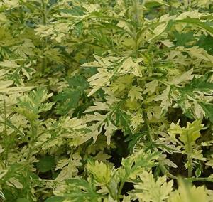 Bylica pospolita ' Variegata' Artemisia vulgaris 'Variegata' DOSTĘPNA PO 15 CZERWCA 2024