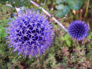 Przegorzan pospolity Echinops ritro