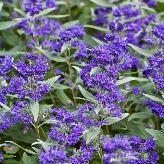 Barbula klandońska 'Dark Knight' Caryopteris clandonensis 'Dark Knight'
