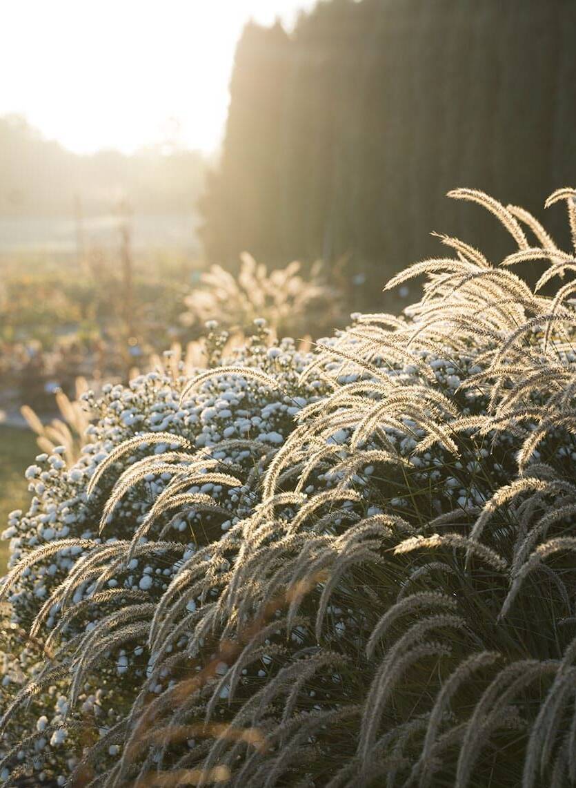 Rozplenica wschodnia 'Fairy Tails' Pennisetum orientale 'Fairy Tails'  