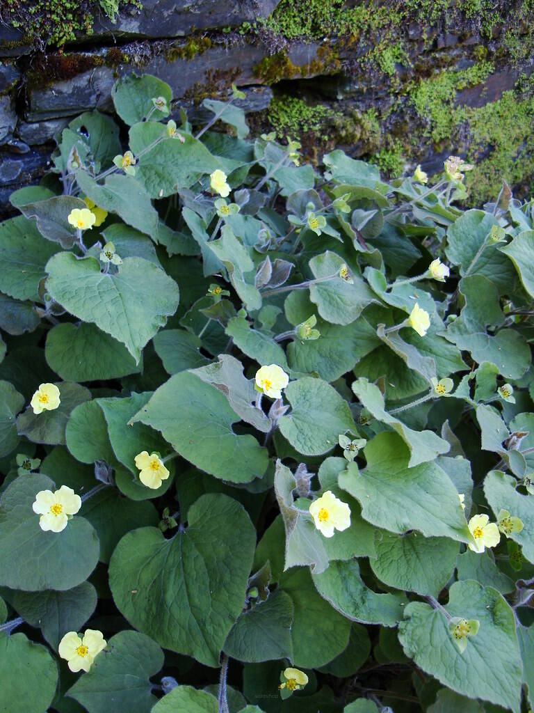Saruma henriego Saruma henryi