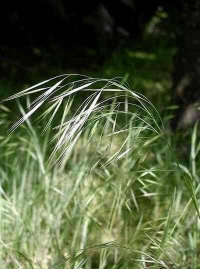 Ostnica pekińska Stipa pekinensis
