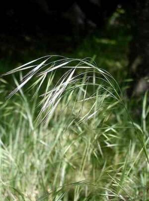 Ostnica pekińska Stipa pekinensis