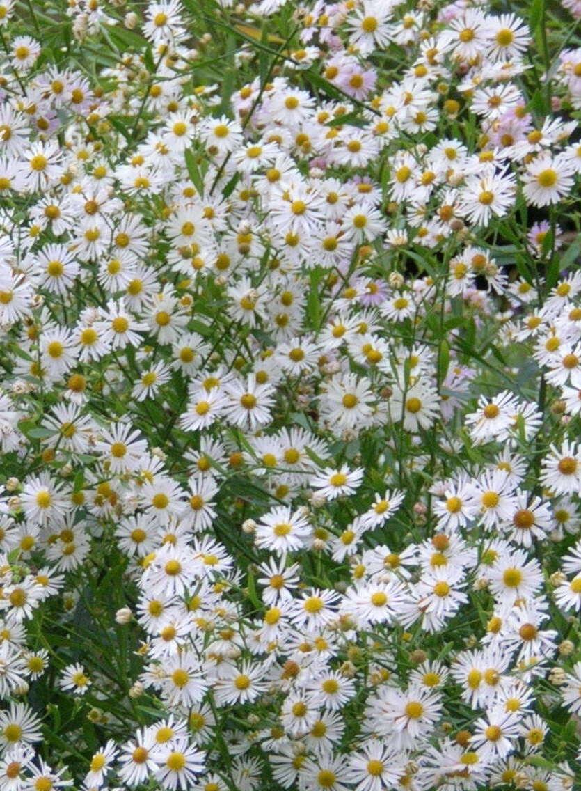 Boltonia gwieździsta Boltonia asteroides