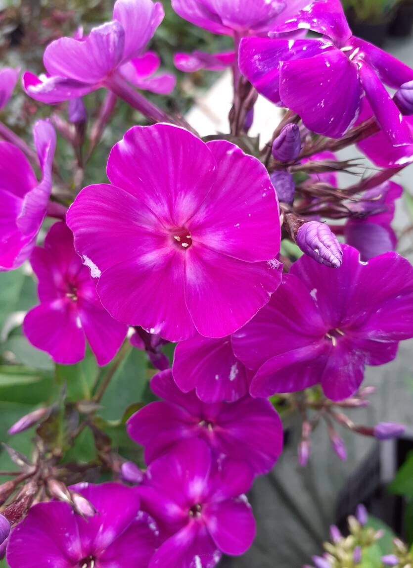 Floks wiechowaty 'Czarodiej ' Phlox paniculata 'Czarodiej'