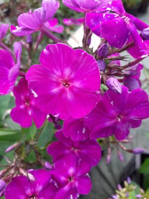 Floks wiechowaty 'Czarodiej ' Phlox paniculata 'Czarodiej'