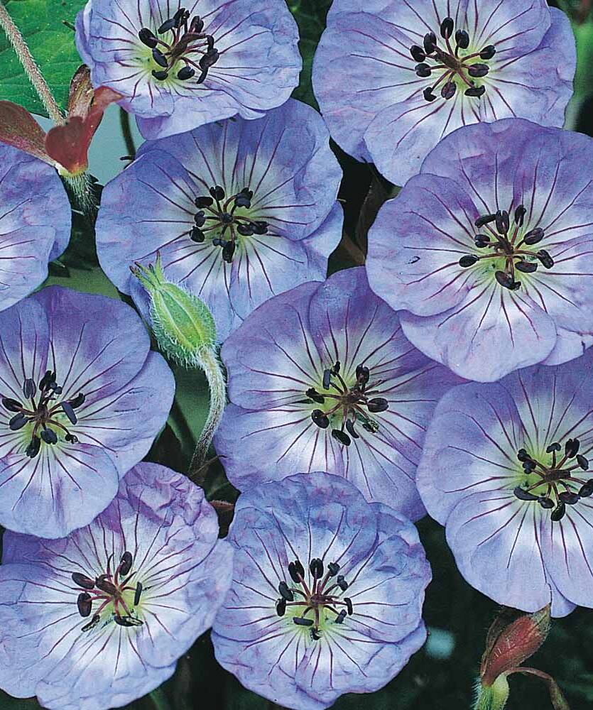Bodziszek Wallicha ' Buxton Blue' Geranium wallichianum 'Buxton Blue' 
