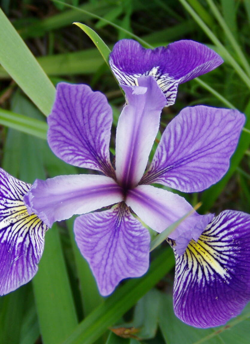 Irys różnobarwny Iris versicolor