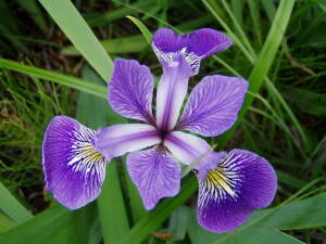 Irys różnobarwny Iris versicolor