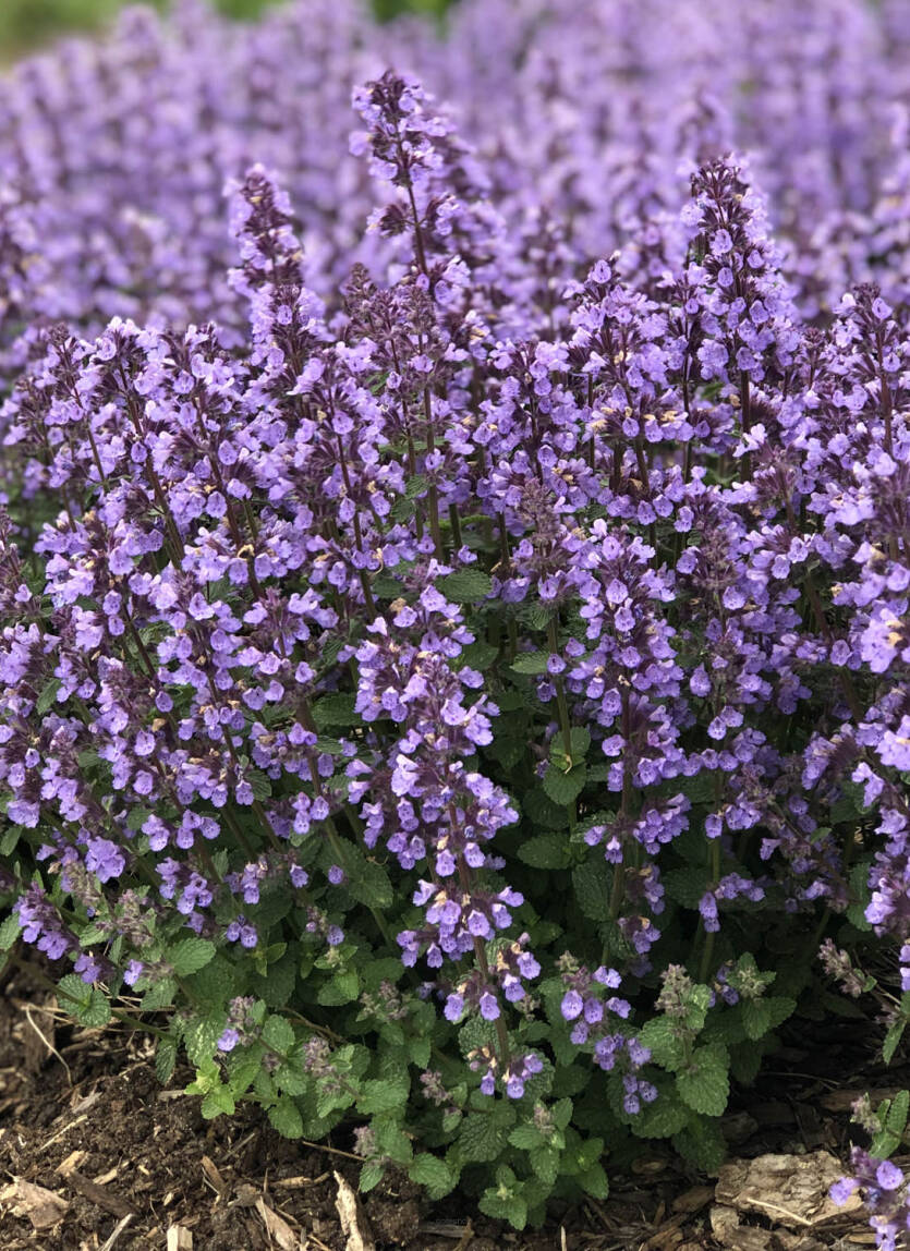 Kocimiętka Faassena 'Cat's Pajamas' Nepeta faassenii 'Cat's Pajamas'