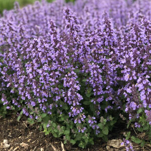 Kocimiętka Faassena 'Cat's Pajamas' Nepeta faassenii 'Cat's Pajamas'