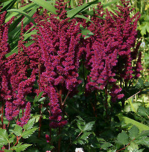 Tawułka chińska 'Vision in Red' Astilbe chinensis 'Vision in Red'