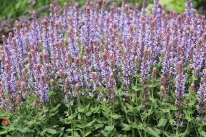 Szałwia omszona 'Salute Ice Blue' PBR Salvia nemorosa 'Salute Ice Blue' PBR WYSYŁKA PO 15 CZERWCA 2023