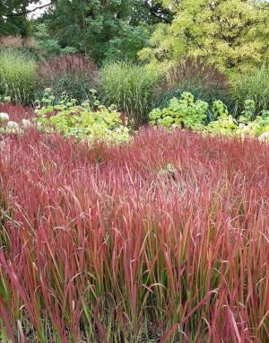 Imperata cylindryczna 'Red Baron'  Imperata cilindrica 'Red Baron' WYSYŁKA PO 15 CZERWCA 2023