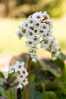 Bergenia sercowata 'Bressingham White' Bergenia cordifolia 'Bressingham White'