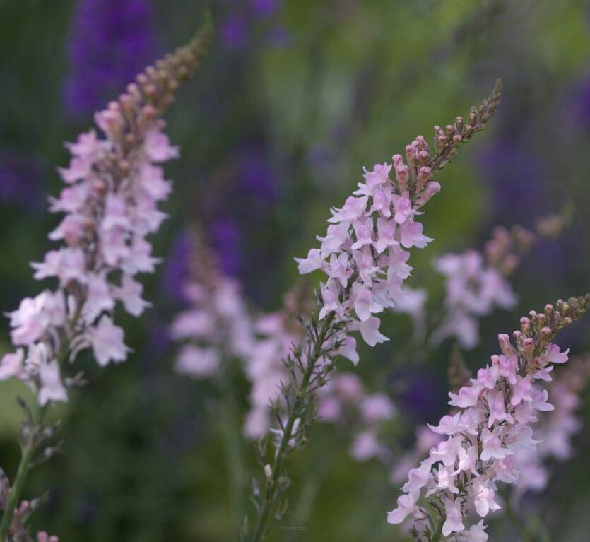 Lnica purpurowa 'Canon J. Went' Linaria purpurea 'Canon J. Went'