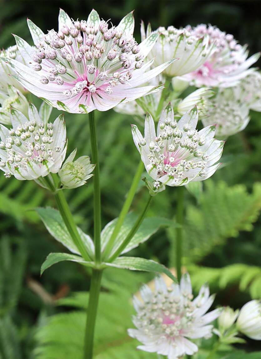 Jarzmianka większa 'Star of Billion' Astrantia major 'Star of Billion'