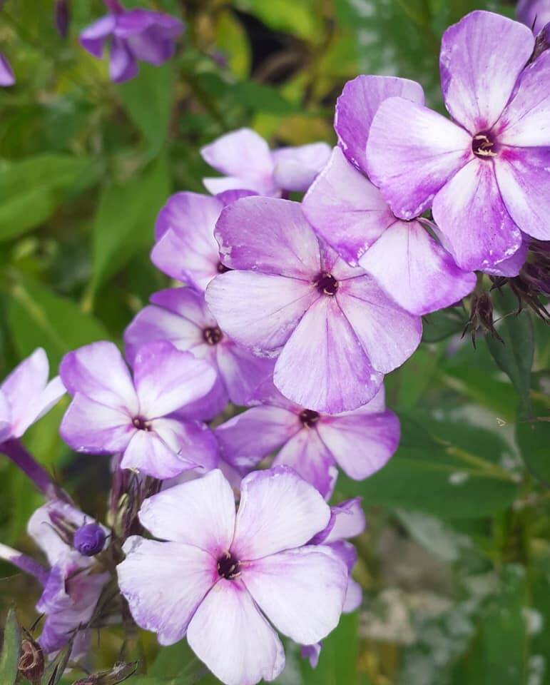 Floks wiechowaty 'Jeff's Blue' Phlox paniculata 'Jeff's Blue'
