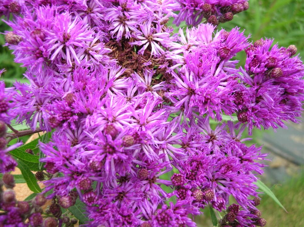 Wernonia pasmowata Vernonia fasciculata